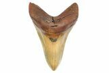 Fossil Megalodon Tooth - North Carolina #299043-1